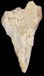 Colorful Fossil Mako Tooth - Morocco #44282-1